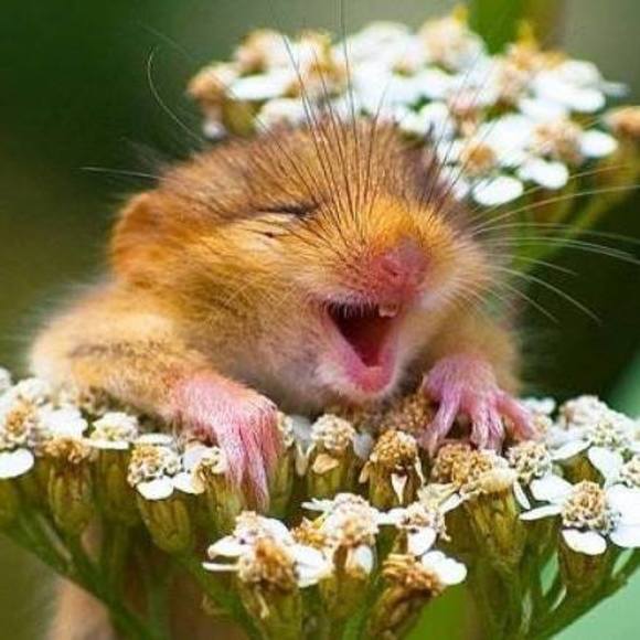 Meet your Posher, Ruth - Picture 1 of 1